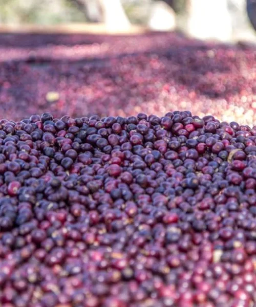 The Internet Myth of Robusta as Climate Savior