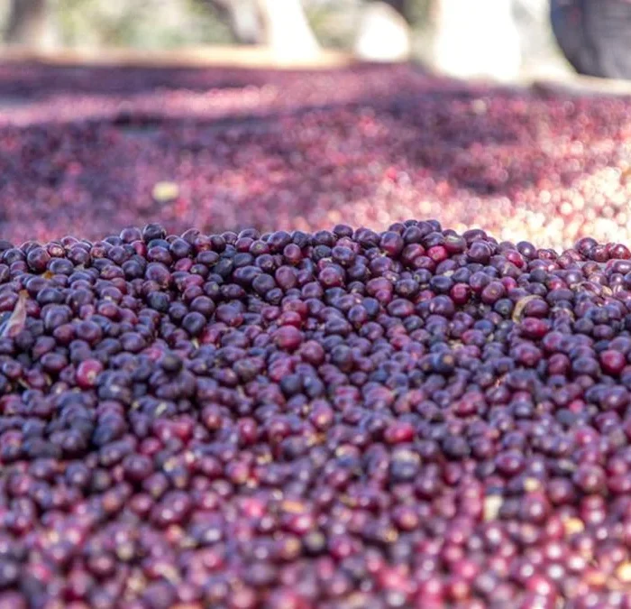 The Internet Myth of Robusta as Climate Savior