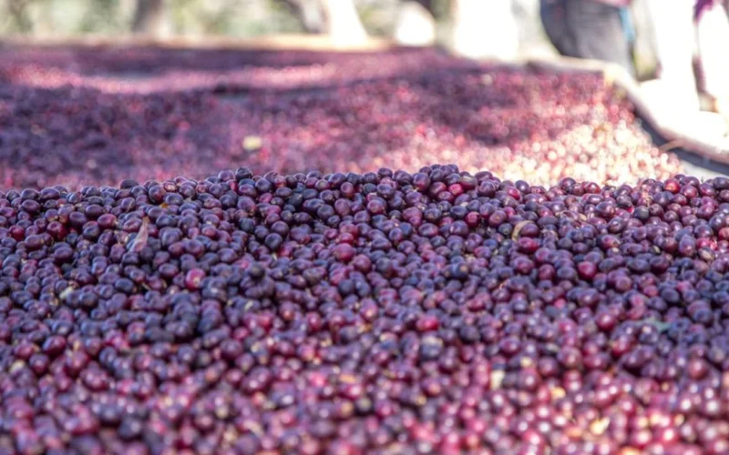 Red Robusta coffee cherries on a branch growing above cracked dry earth.