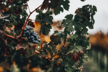 Jak and Janice Meyer Turn an Okanagan Hobby Into Precision Winemaking