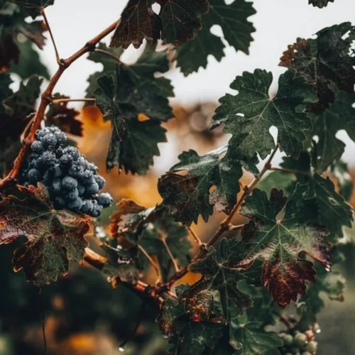 Jak and Janice Meyer Turn an Okanagan Hobby Into Precision Winemaking