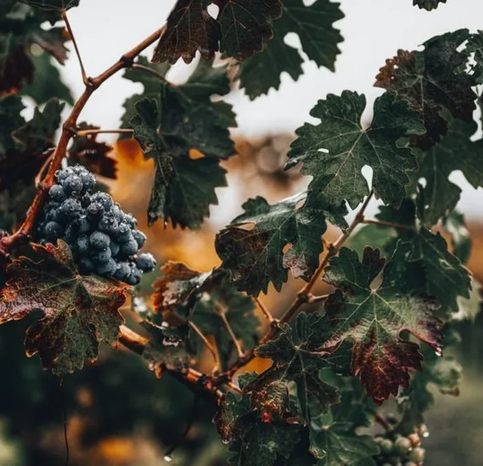 Jak and Janice Meyer Turn an Okanagan Hobby Into Precision Winemaking