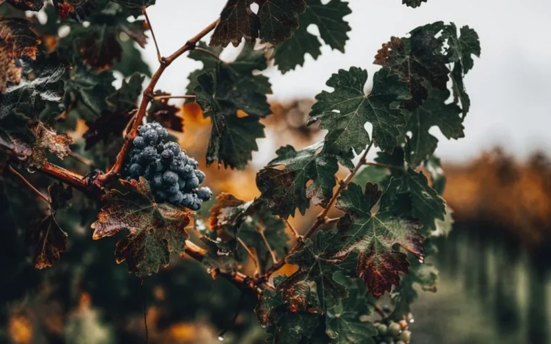 Close-up of fresh Pinot Noir and Chardonnay grape clusters hanging on vines in a sunny vineyard.