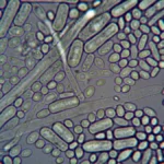 Microscopic view of yeast cells interacting with red wine liquid for winemaking science.