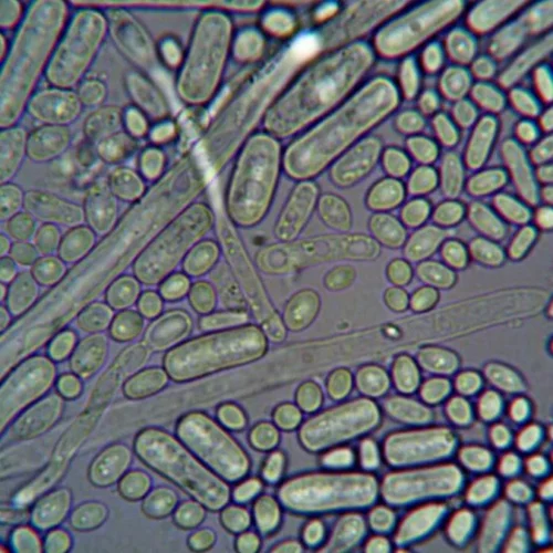 Keith Beavers Investigates the Science Behind Wine’s Sugar Fungus
