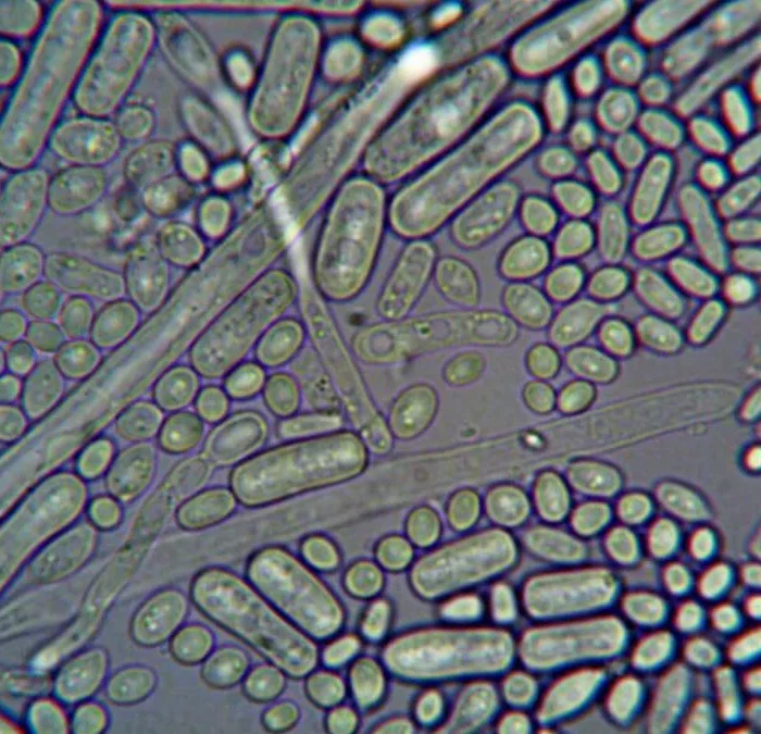 Keith Beavers Investigates the Science Behind Wine’s Sugar Fungus