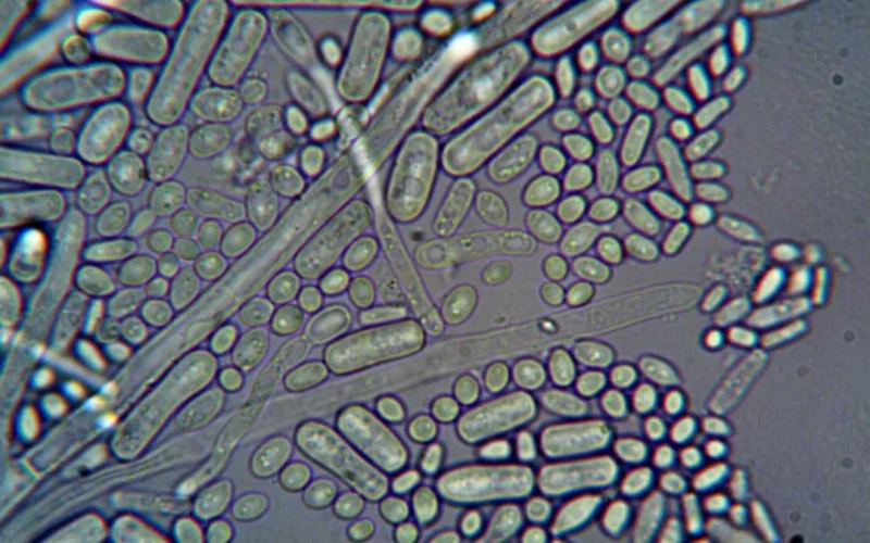 Microscopic view of yeast cells interacting with red wine liquid for winemaking science.