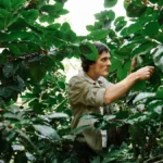 A Kenyan farmer inspecting ripe red coffee cherries on a tree branch in a sunny plantation.