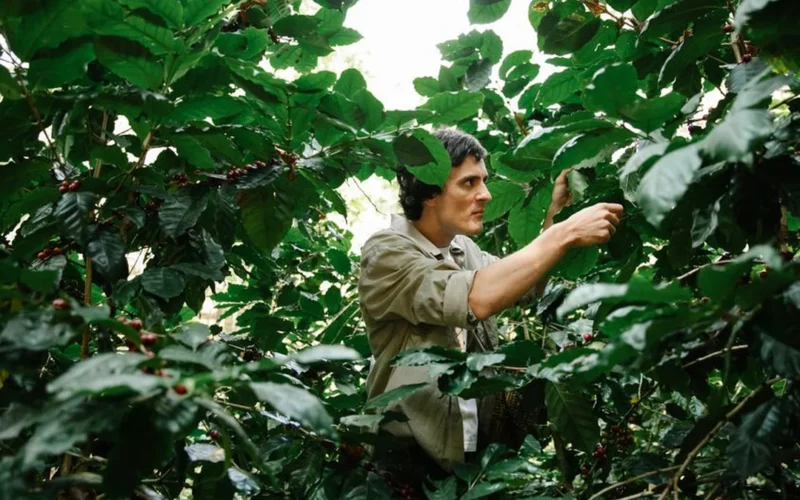 A Kenyan farmer inspecting ripe red coffee cherries on a tree branch in a sunny plantation.
