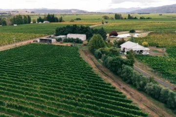 Lang & Reed defies Napa norms through single-varietal Cabernet Franc