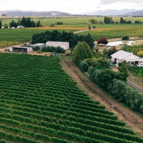 Lang & Reed defies Napa norms through single-varietal Cabernet Franc