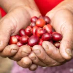 Close-up of red coffee cherries and large beans held in hands in a tropical farm.