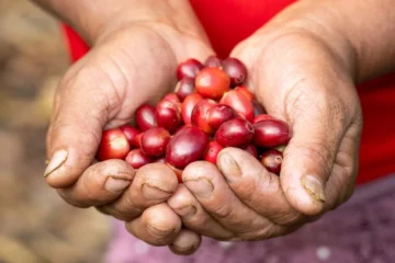 Liberica Is Returning to Its Roots via Climate-Smart Farming