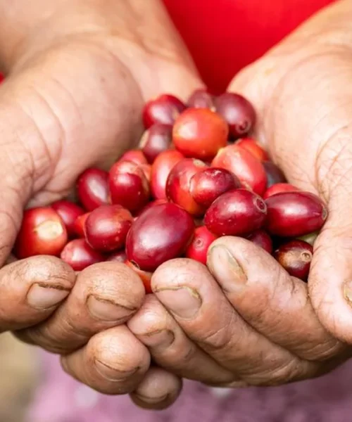 Liberica Is Returning to Its Roots via Climate-Smart Farming