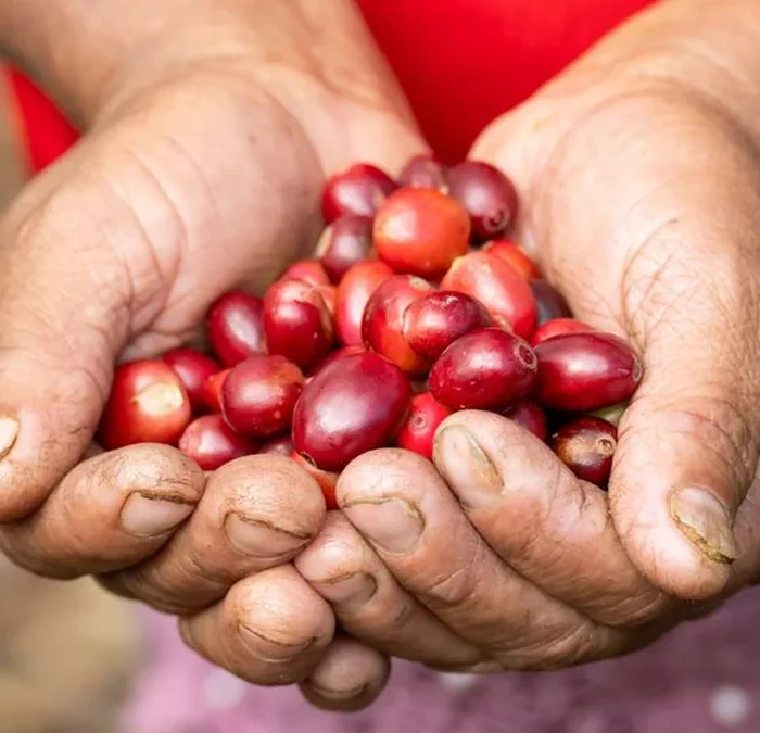 Liberica Is Returning to Its Roots via Climate-Smart Farming