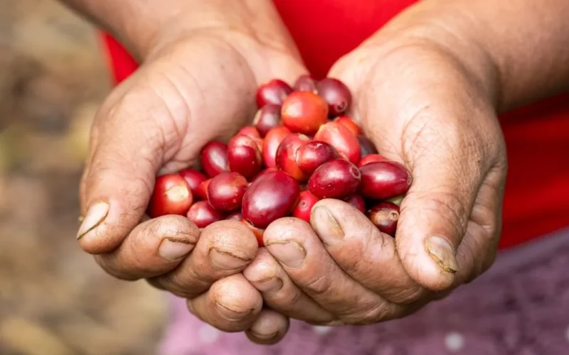Close-up of red coffee cherries and large beans held in hands in a tropical farm.
