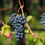 Close-up of ripe red Pinot Noir grapes growing on a vine in a Polish vineyard.