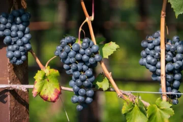 Lower Silesian Vines Push Polish Wine Into New Territory