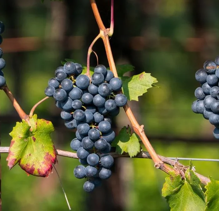 Lower Silesian Vines Push Polish Wine Into New Territory
