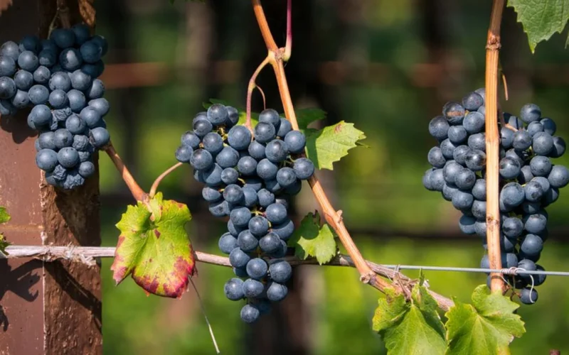 Close-up of ripe red Pinot Noir grapes growing on a vine in a Polish vineyard.