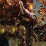 A person holding a cluster of dark red grapes in a sunny French vineyard.