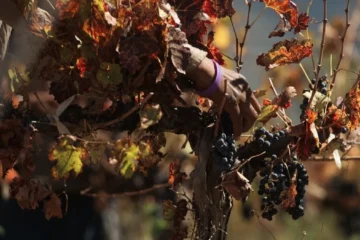 Montpeyroux Joins the AOC Ranks