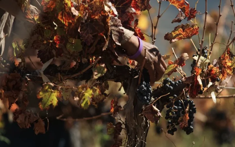 A person holding a cluster of dark red grapes in a sunny French vineyard.