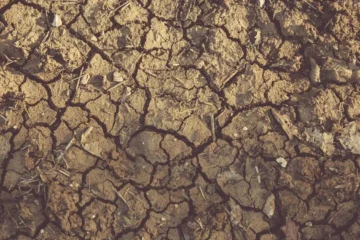 New Research Challenges Robusta’s Climate Resiliency Claims