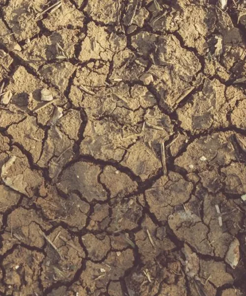New Research Challenges Robusta’s Climate Resiliency Claims