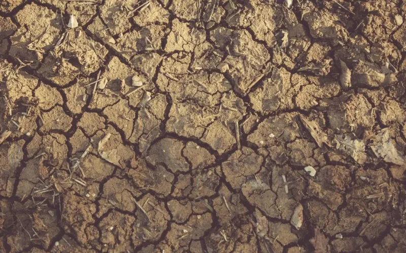 New Research Challenges Robusta’s Climate Resiliency Claims