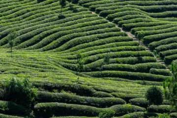Oxygen Absorbers Are Essential for Preserving High Mountain Oolong Freshness