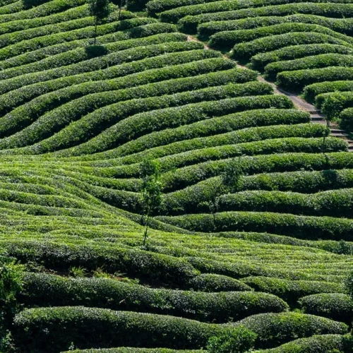 Oxygen Absorbers Are Essential for Preserving High Mountain Oolong Freshness