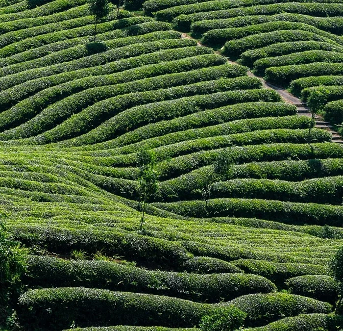 Oxygen Absorbers Are Essential for Preserving High Mountain Oolong Freshness
