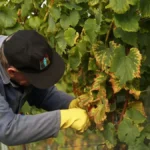 Close up of hands holding fresh organic Xarel·lo grapes during harvest in Penedès.