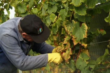 Penedès Xarel·lo Harvest Reveals Growing Economic Disparity