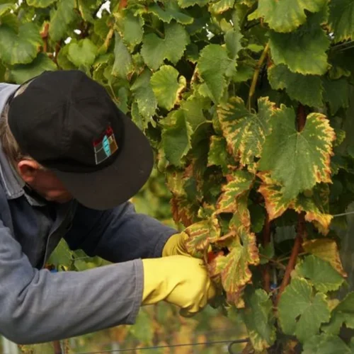 Penedès Xarel·lo Harvest Reveals Growing Economic Disparity