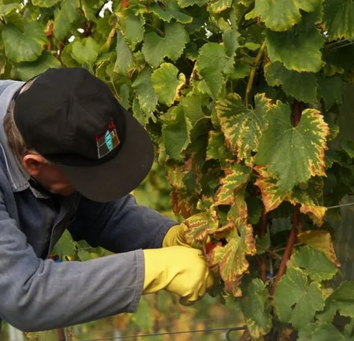 Penedès Xarel·lo Harvest Reveals Growing Economic Disparity