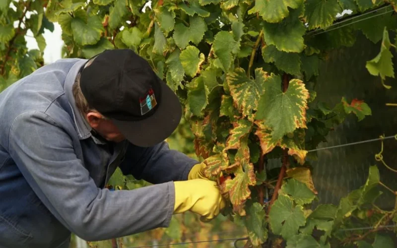 Close up of hands holding fresh organic Xarel·lo grapes during harvest in Penedès.