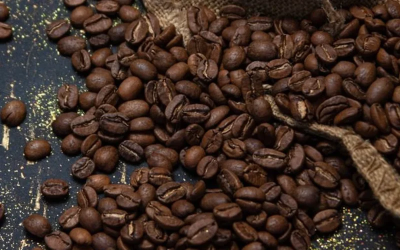 Roasted Arabica coffee beans being poured into a sack near brewing equipment.
