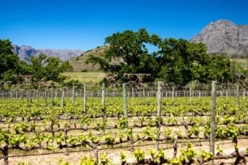 Shenandoah Valley Wineries Redefining Virginia Viticulture