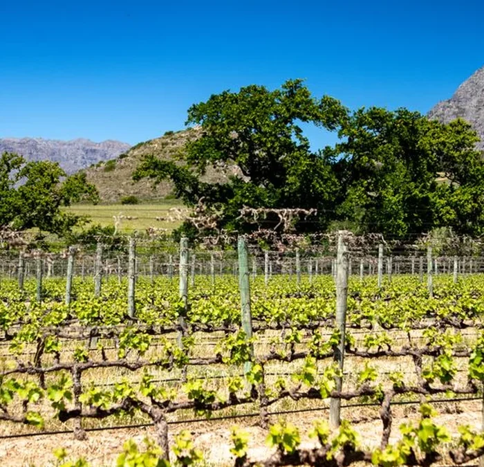 Shenandoah Valley Wineries Redefining Virginia Viticulture