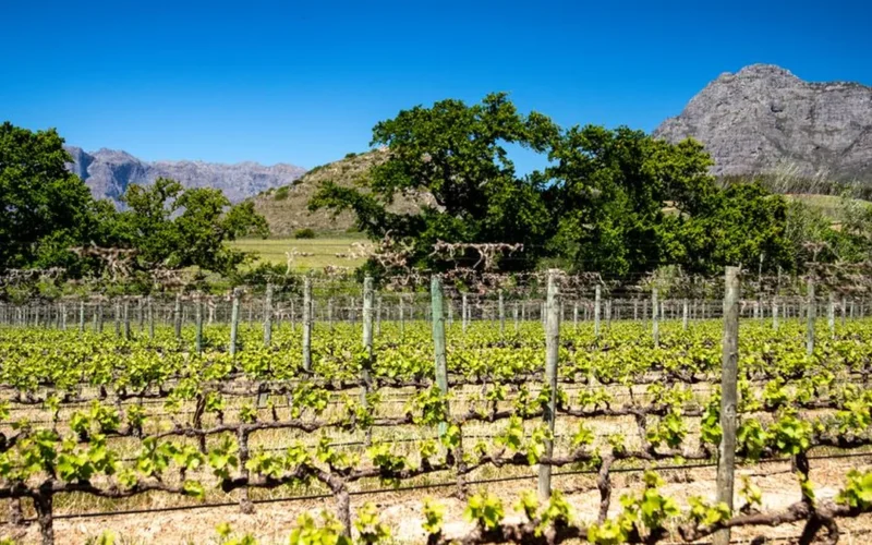 Shenandoah Valley Wineries Redefining Virginia Viticulture
