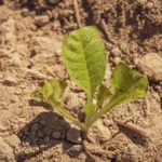 Close-up of desiccated coffee plant branches and shriveled cherries in a dry field.