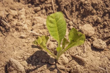 Super El Niño threatens global coffee yields and grower stability