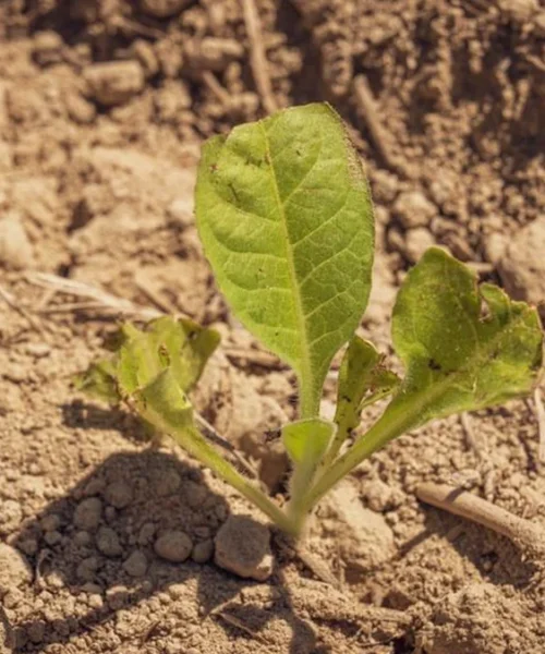 Super El Niño threatens global coffee yields and grower stability