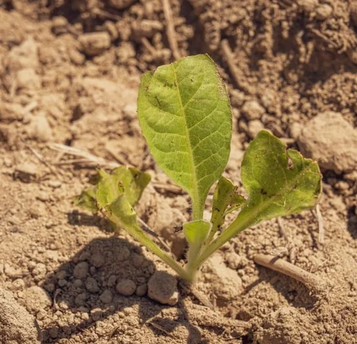 Super El Niño threatens global coffee yields and grower stability