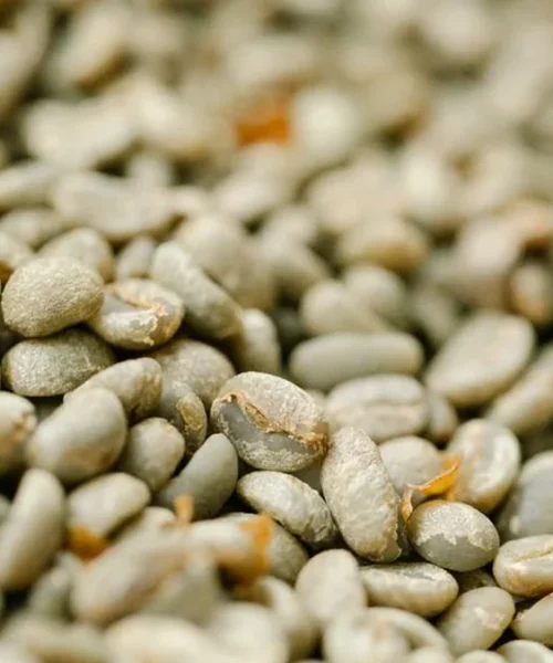 Supply Fears Drive Sharpest Coffee Price Rally Since 2021