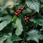 Close up of red coffee cherries covered in white fungal mycelium threads.