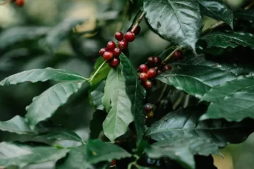 Talaromyces Funiculosus KQ2 Is Redefining Specialty Coffee Fermentation