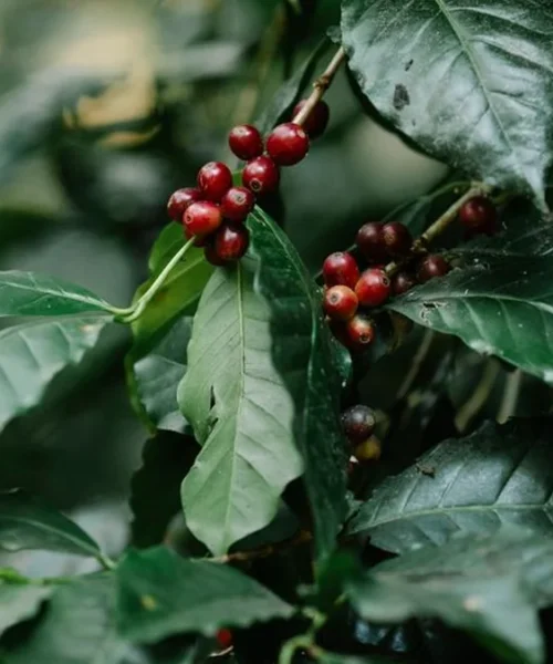 Talaromyces Funiculosus KQ2 Is Redefining Specialty Coffee Fermentation